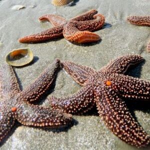 💕Thanks for shopping 💕